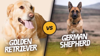 Golden Retriever vs German Shepherd: Which Is the Perfect Family Dog?