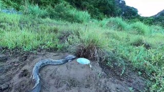 Easily Trapped Cobras Boom | Snake Safari