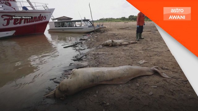 Perubahan iklim: Lebih 100 ikan lumba-lumba mati akibat cuaca panas