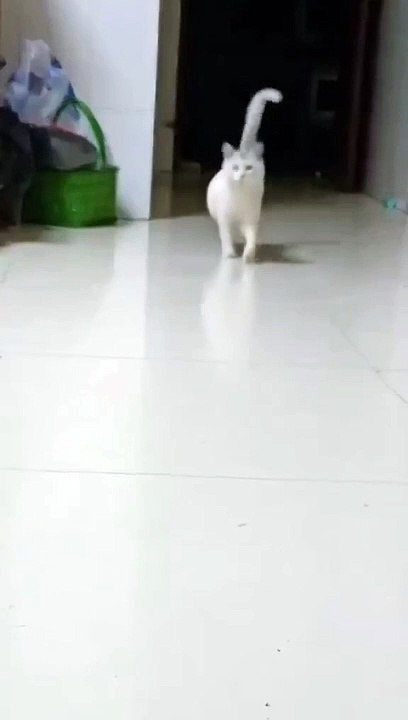 White Cat