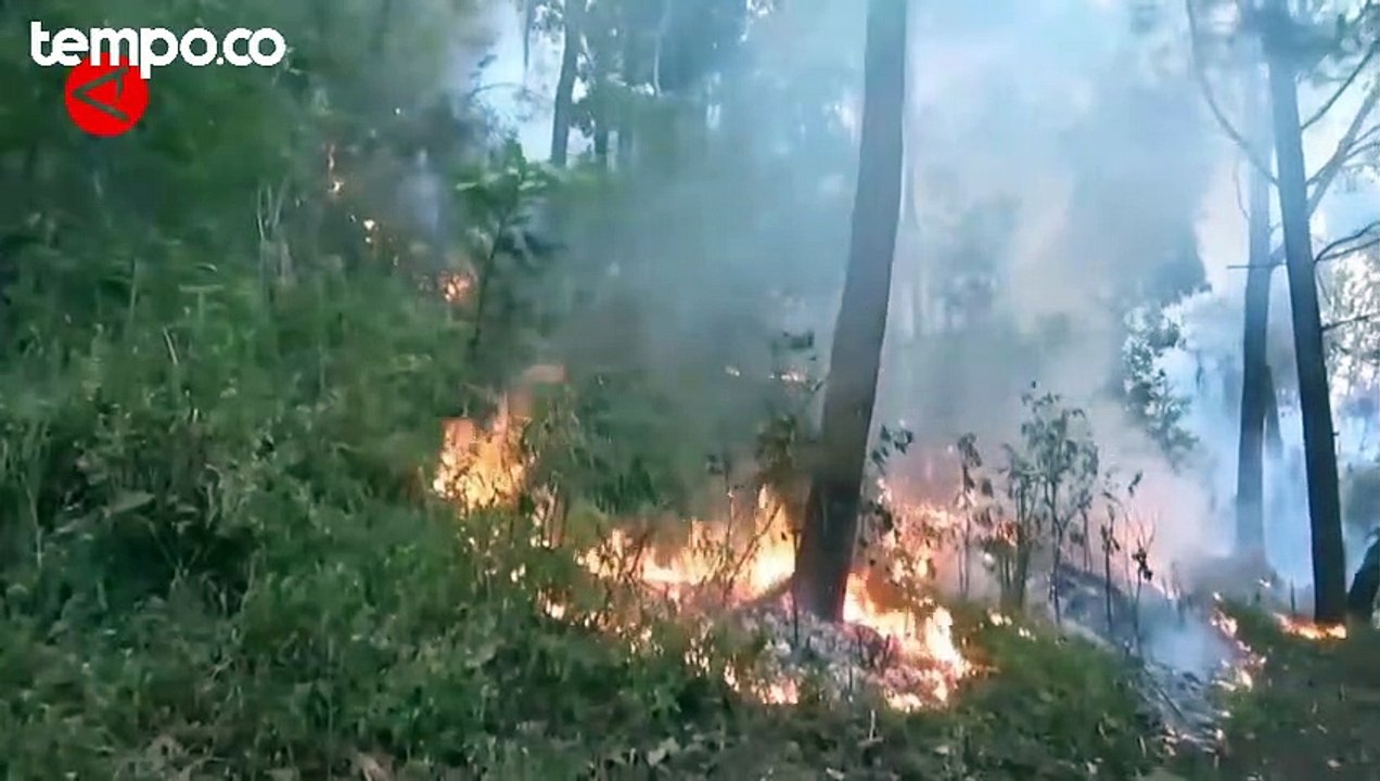 Total Lahan Terbakar Di Gunung Lawu Mencapai 1.100 Hektare - Video ...