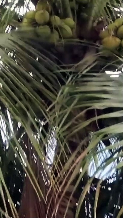 A fruta mais perigosa do mundo