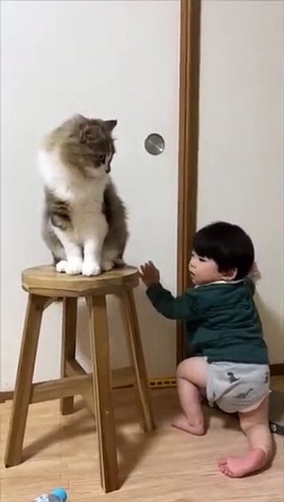 Cat Blocks Little Boy_s Door Opening Attempts(360P)