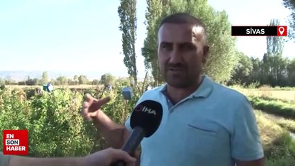 Sivas’ta ayılar köylülerin kabusu oldu