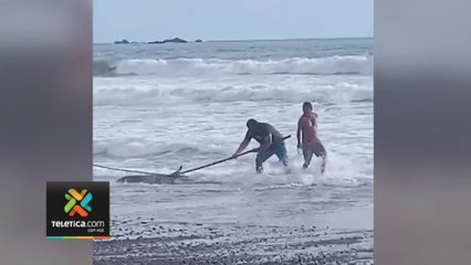 tn7-Video--Varias-personas-arriesgan-su-vida-al-tratar-de-atrapar-cocodrilo-en-Jacó-021023