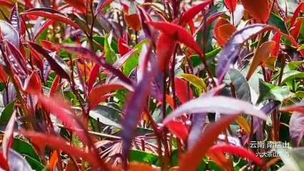 Huawei Mate 60 Pro Camera Samples