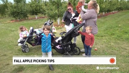 Tips to keep in mind before you go apple picking this fall