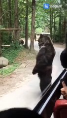 These people are so easy to coax, you can get something to eat just by walking around in circles  この人たちはからかうのがとても簡単です