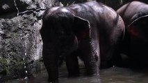 Elephant Enjoying Water