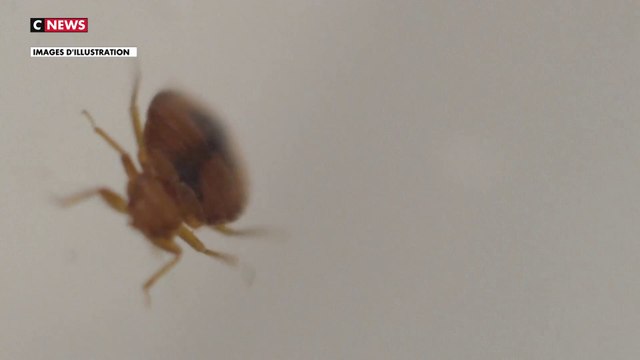 Punaises de lit : prévention et bons gestes à adopter