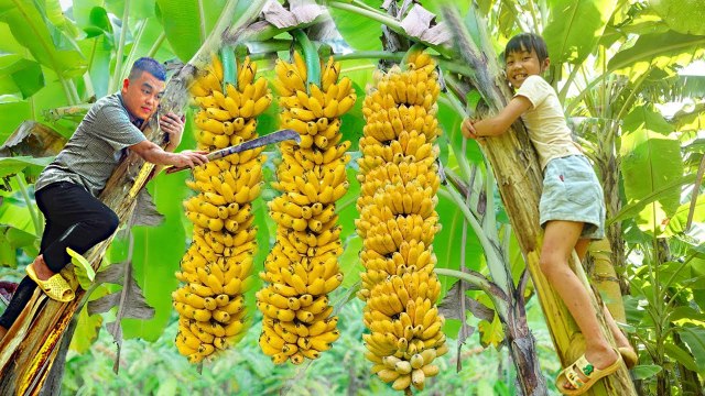 Harvest ripe banana gardens and bring them to the highland market to sell | Chad & My Daughter