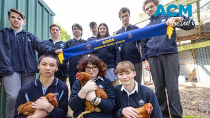 Hawkesdale school chooks win blue ribbon at Melbourne show - October 3, 2023 - The Standard