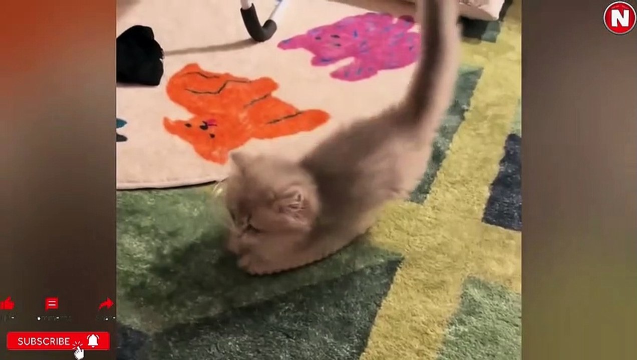 Funniest Cats Videos, The Siliest, Cutest And Funniest Cats 10