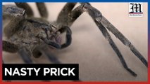 Spider venom used to treat erectile dysfunction