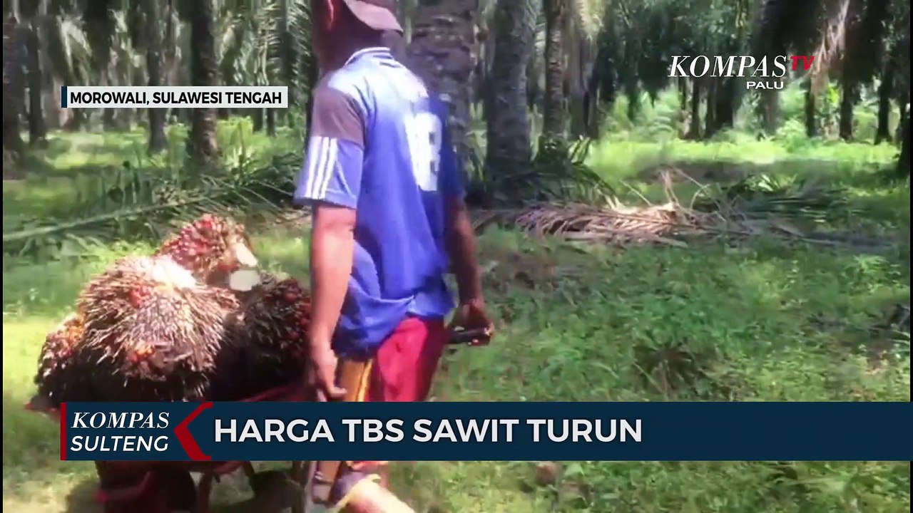 Harga TBS Sawit Turun