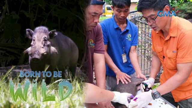 Will these Philippines warty pigs get another chance in the wild? | Born to be Wild