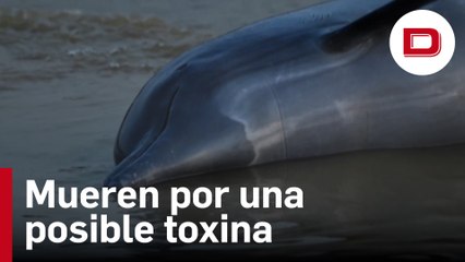 El misterio que envuelve la muerte de 120 delfines en el Amazonas