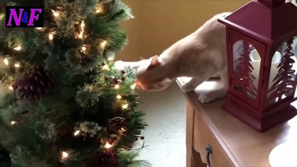 Funniest Cats Videos, The Siliest, Cutest And Funniest Cats 13