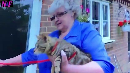 Funniest Cats Videos, The Siliest, Cutest And Funniest Cats 14