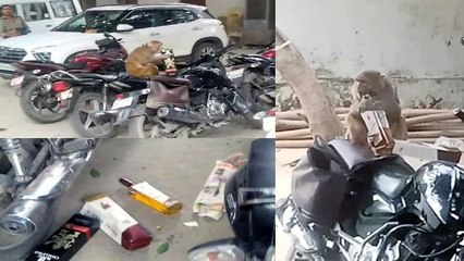 Video: बंदर ने बाइक से निकाली शराब, पुलिसकर्मी ने दौड़कर बचाया अपना ड्राई-डे का एडवांस स्टॉक