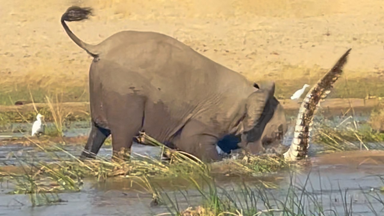 ELEPHANT ATTACKS AND KILLS CROCODILE!!!