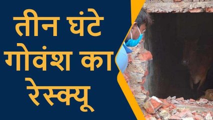 प्रतापगढ़: शौचालय के खुले टैंक में गिरे दो गोवंश, तीन घंटे तक चला रेस्क्यू