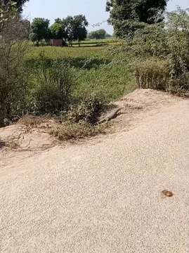 Bengal Monitor Lizard (Varanus bengalensis) Basking in the Sun | 02-Oct-2023 | 10:00 | Reptiles