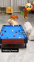 Dubbing hewan lucu kucing/funny animal video