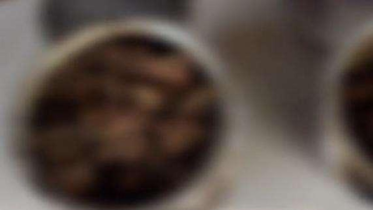 बालाघाट: वन्य प्राणी का शिकार करने वाले तीन अपराधी गिरफ्तार, 03 फरार