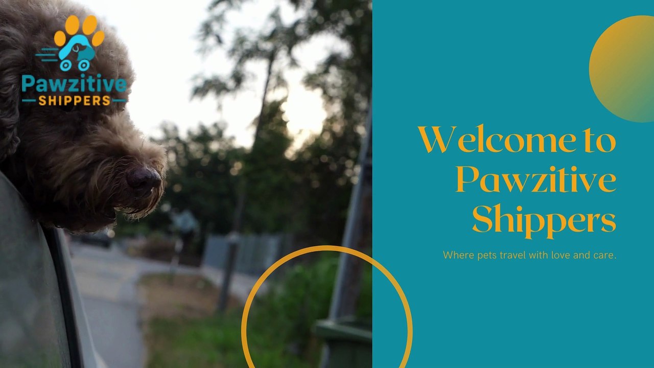 Pet Portraits Pawzitive Shippers' Seamless Pet Shipping Services