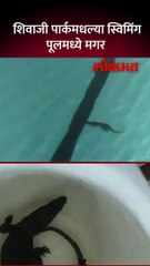 स्विमिंग पूलमध्ये मगर कशी आली? चौकशी सुरू Baby Crocodile in Swimming Pool | Viral Video | SA5