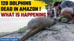 Amazon dolphins death: Experts link disaster to severe drought, high temperatures | Oneindia News