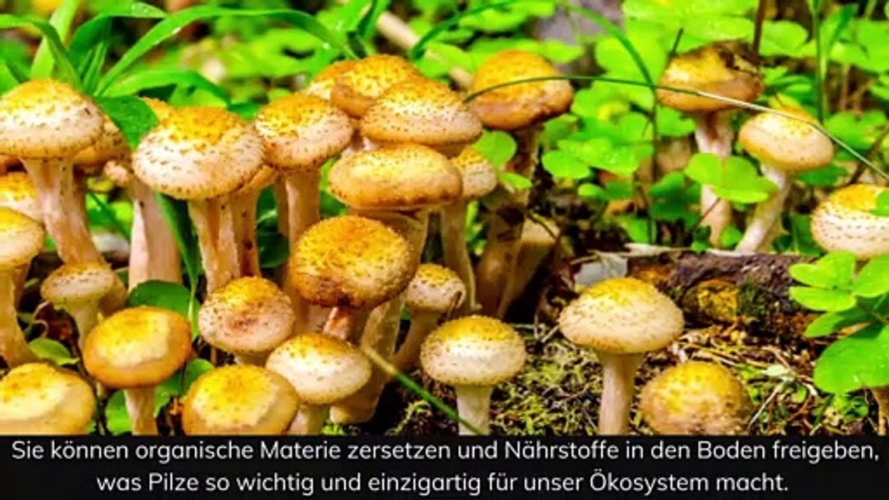 Sammeln im Wald mit Max Pieplak