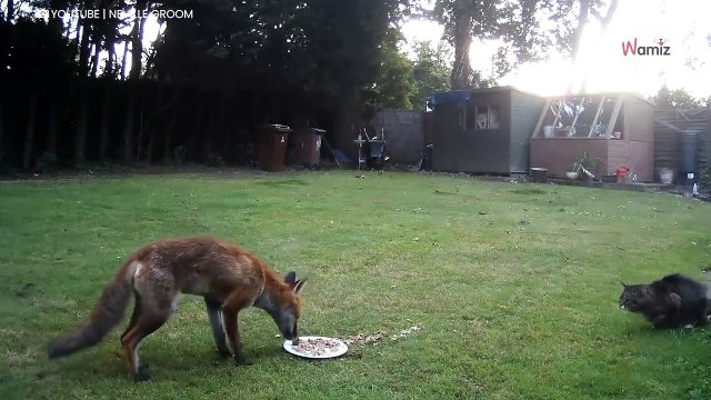 Lis dobiera się do kociego jedzenia. Nie spodziewa się tego, co zaraz nastąpi (video)