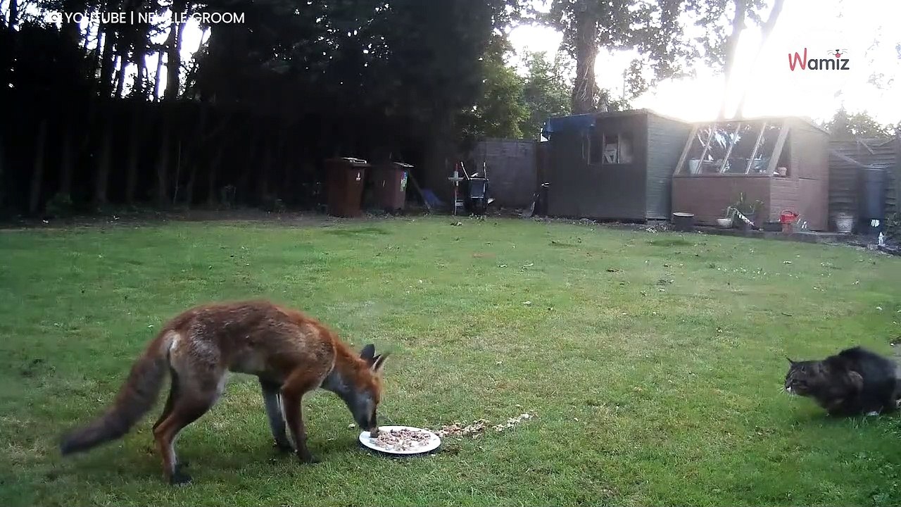 Lis dobiera się do kociego jedzenia. Nie spodziewa się tego, co zaraz nastąpi (video)