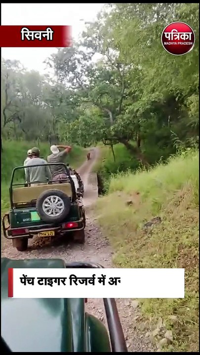 पेंच टाइगर रिजर्व में अनोखा नजारा