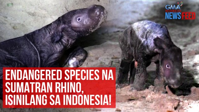 Endangered species na Sumatran rhino, isinilang sa Indonesia! | GMA Integrated Newsfeed