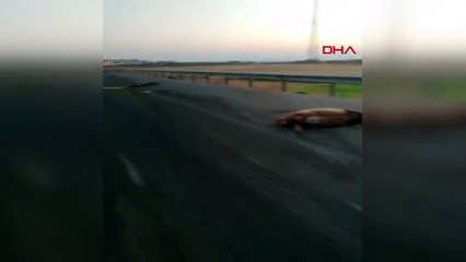 Kamyonun Sürüye Çarptığı Kazada 17 Koyun Öldü