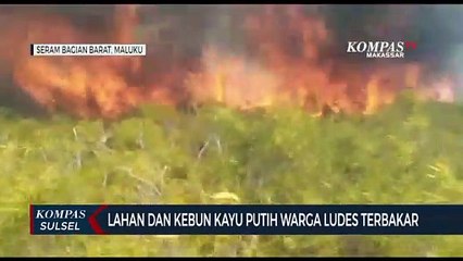 Lahan Dan Kebun Kayu Putih Warga Ludes Terbakar