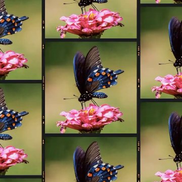 Beautifull butterfly pics video / A.s channel