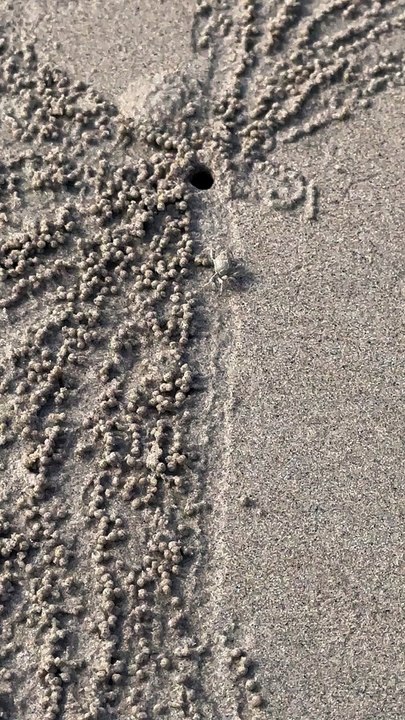 Petit crabe repéré sur la plage
