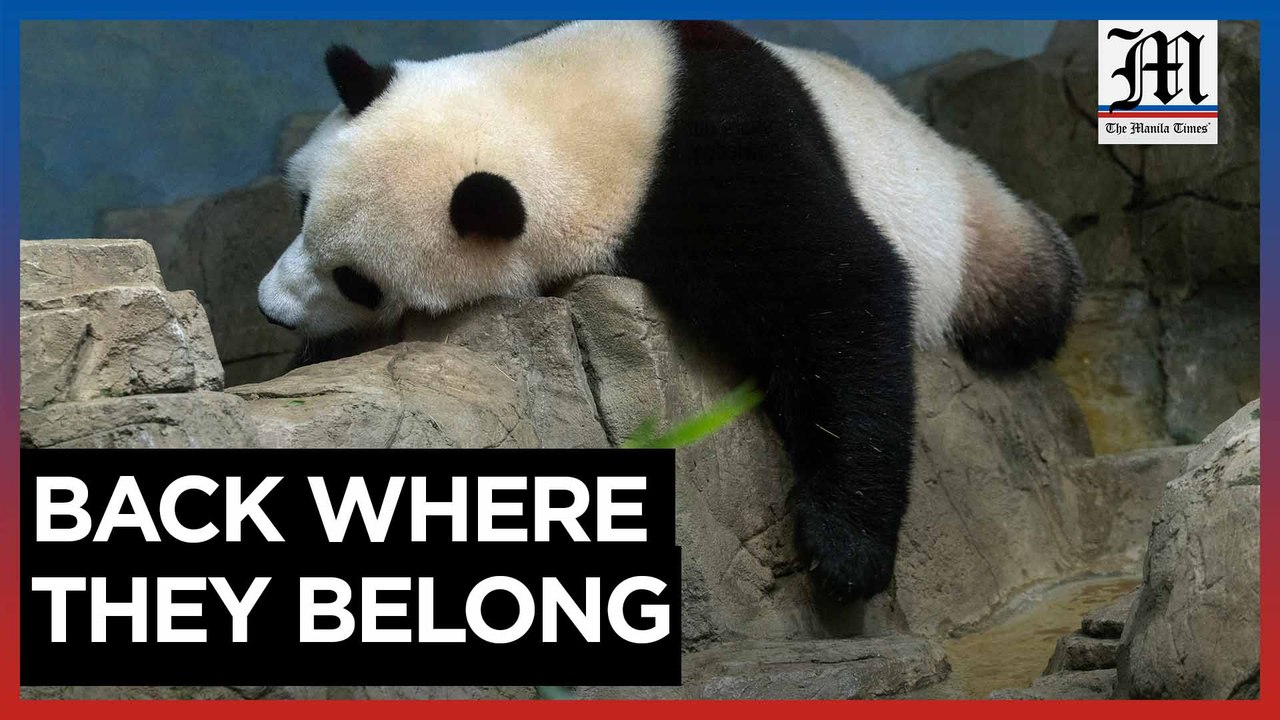 Giant pandas in US Zoo return to China in Dec as exchange agreement ends