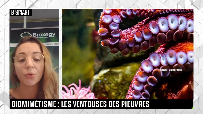 Un adhésif inspiré par les ventouses des pieuvres !