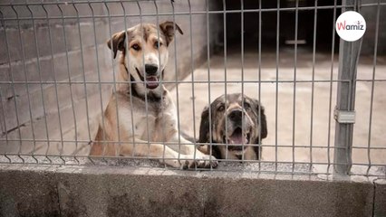 En fourrière, ces deux chiens ont décidé de se soutenir dans la misère : mais pourront-ils rester ensemble ?