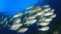 İklim değişikliği nedeniyle deniz canlıları yaşam alanlarını değiştiriyor