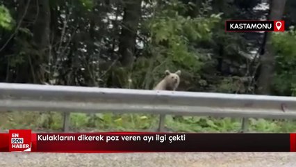 Kulaklarını dikerek poz veren ayı ilgi çekti