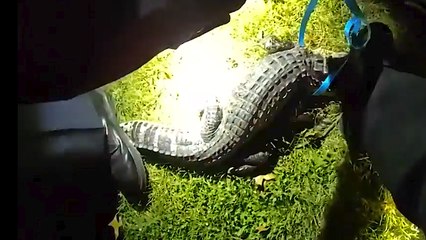 Police Capture Runaway ALLIGATOR After Two Weeks on the Run