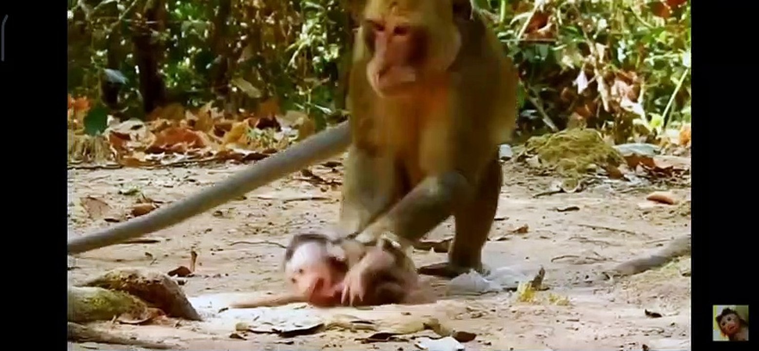 How pitiful for the baby monkey when it's mother is about to have a new preeding season