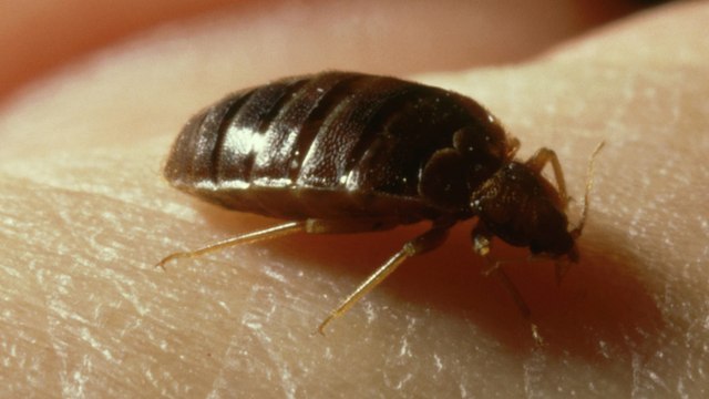 Punaises de lit : « Une priorité » pour les députés de la majorité, une proposition de loi bientôt présentée