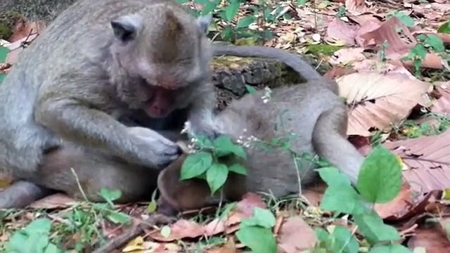 Monkey -Sweet Pea and baby Jessic,baby Violet... Loni